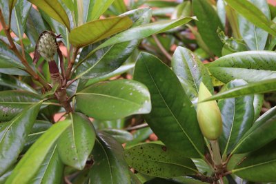 Magnolia grandiflora 'Edith Bouge' - šácholán - listy